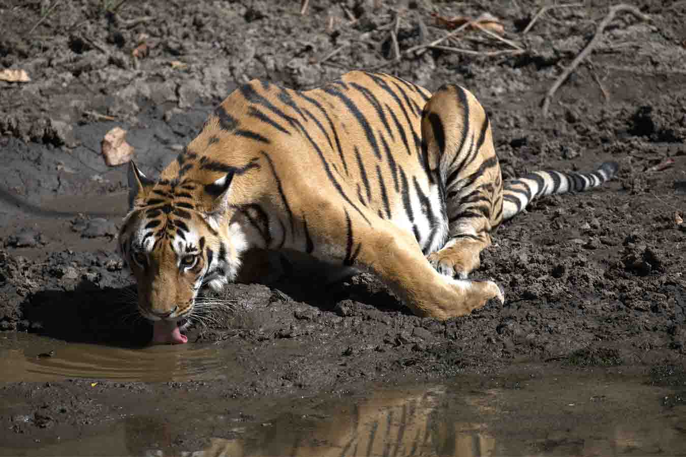 tigersfrbnr1