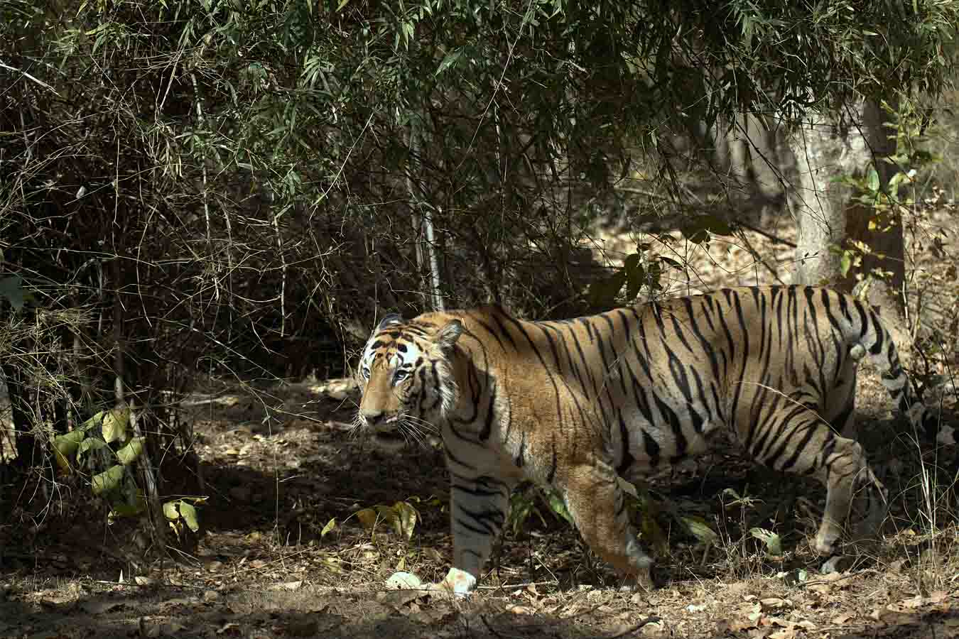 tigersfrbnr1h